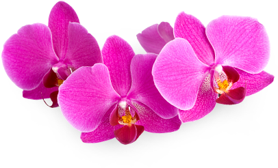 FLORAISON